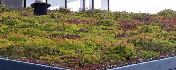 sedumdak groendak duurzaam